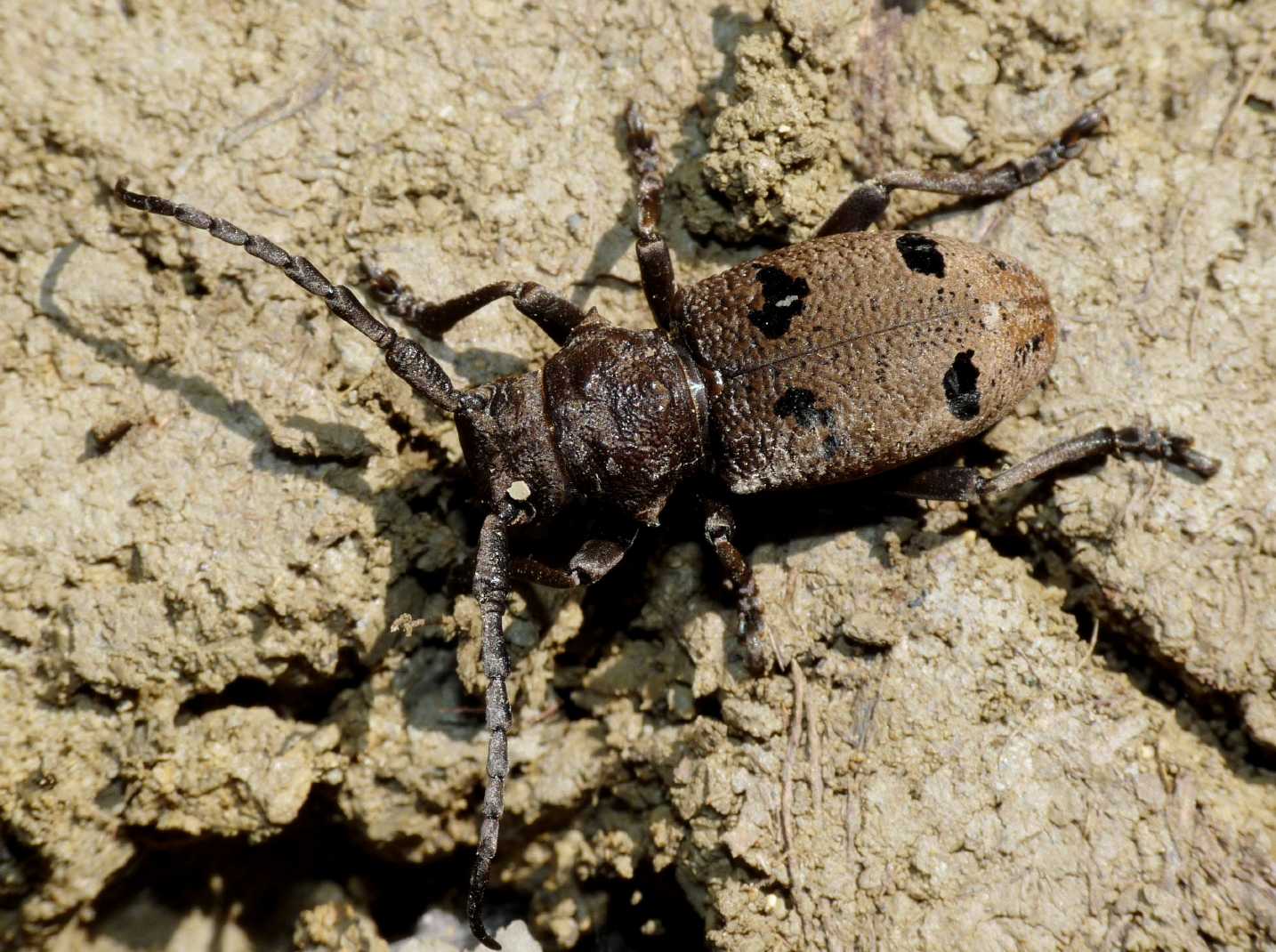 Herophila tristis tristis della Tolfa